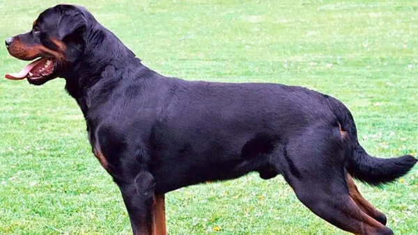 Rottweiler