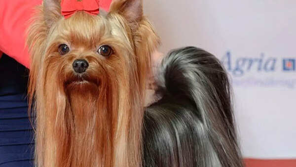 Yorkshire Terrier