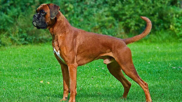 Boxer