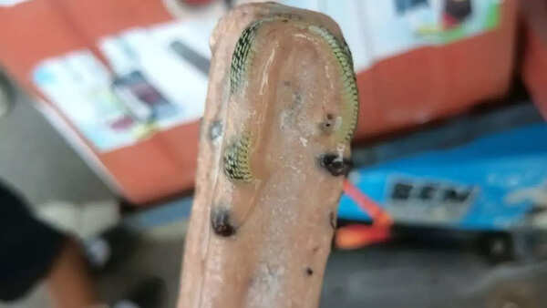 Dead snake in ice cream