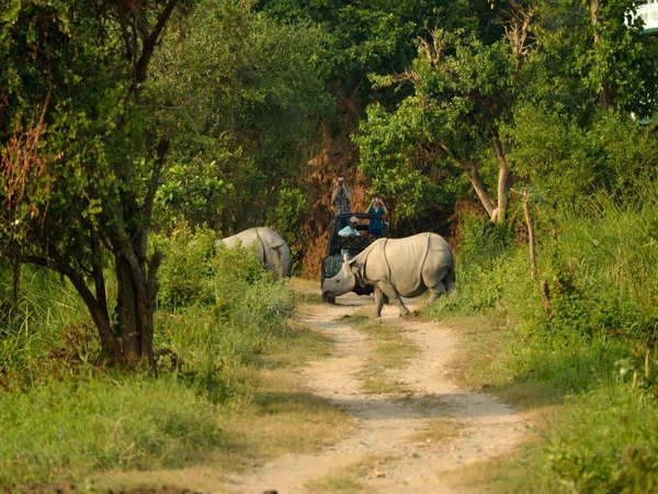 Kaziranga National Park, Assam