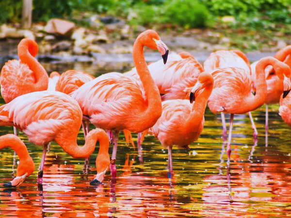 Flamingo