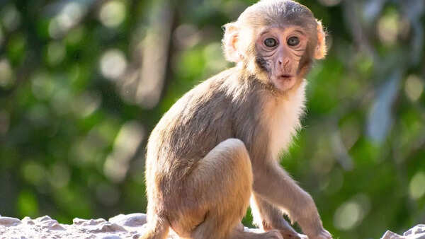 monkey