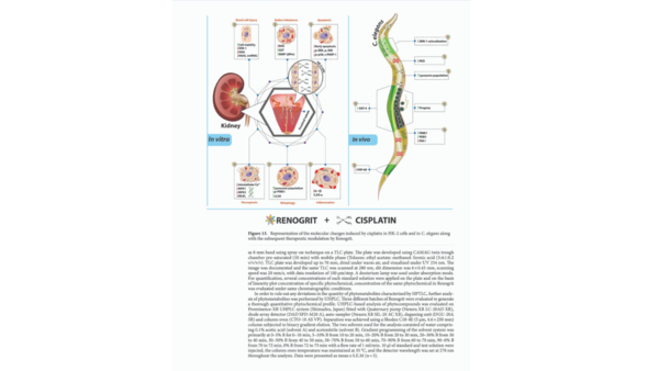 Patanjali’s study on Renogrit, that fights cancer drug-induced kidney ...