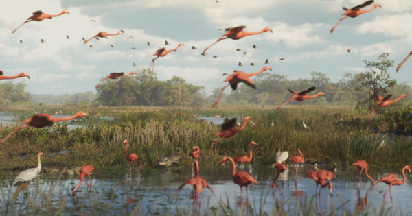 Flamingo