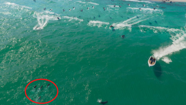 Dolphins