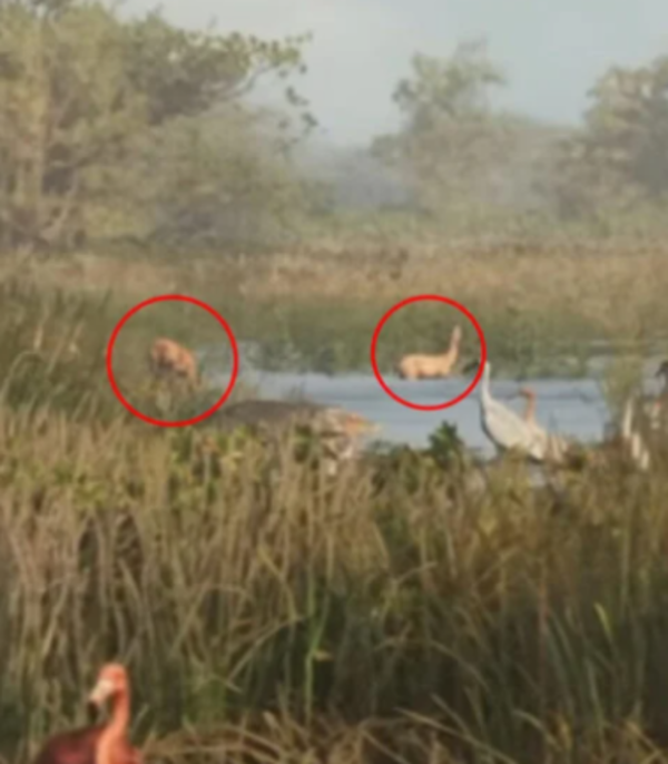Deer