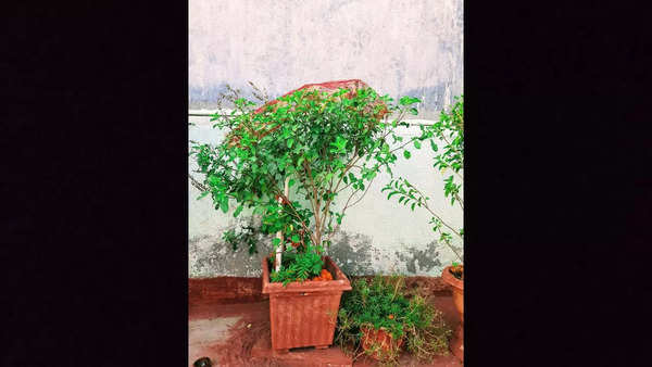 tulsi plant