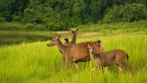 Grassland wildlife