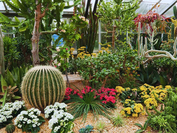Cactus Garden