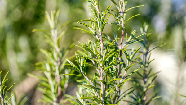 rosemary plant