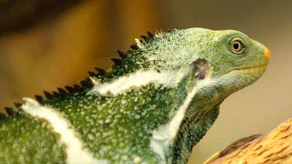 Fiji Iguana