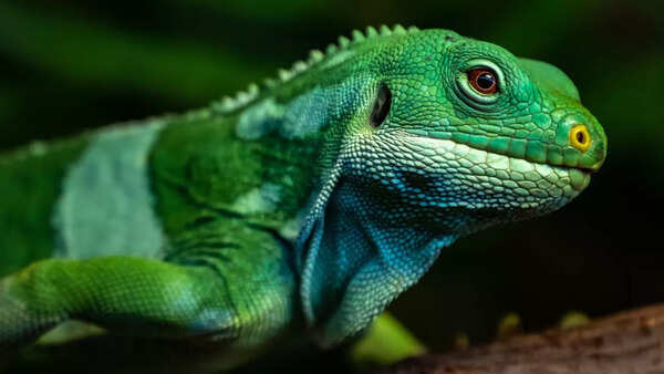 Fiji Iguana