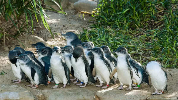 Penguins in Australia