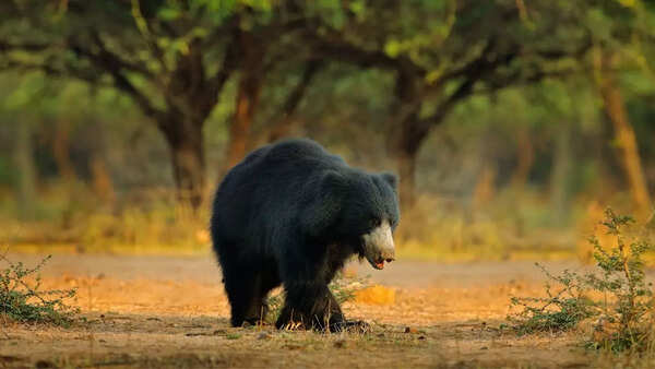 Sloth bear