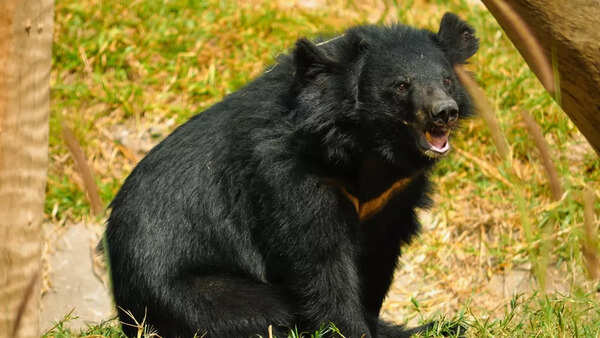 Asiatic black bear