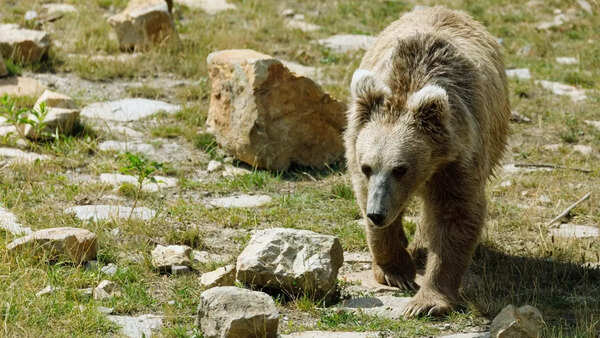 Himalayan brown bear