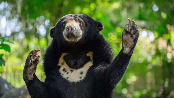 Sun bear
