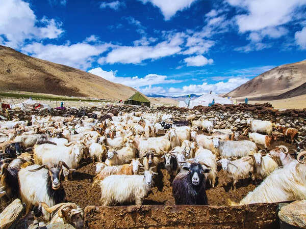 Lamayuru ladakh