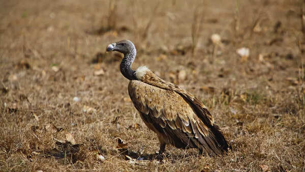 Long billed vulture