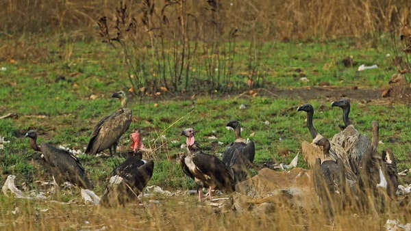 Vultures in India