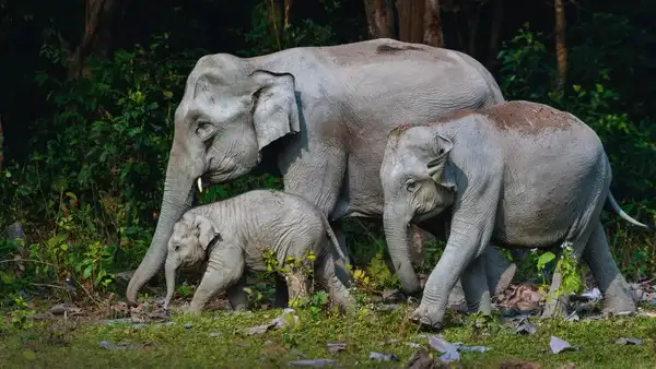 Asian Elephants in India