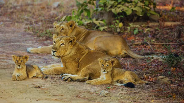 Asiatic lion conservation in India