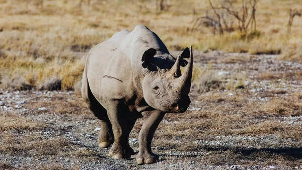 Black rhino