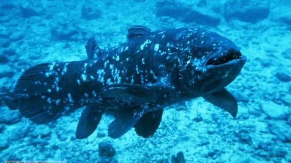 Image credit: X/@thepatriotsasia Coelacanth