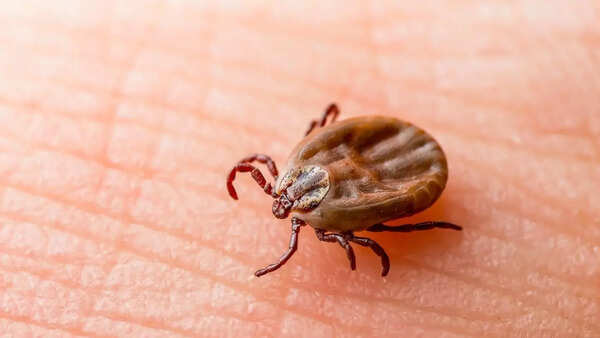 Lyme (1)