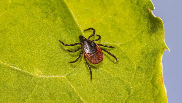 Lyme (3)