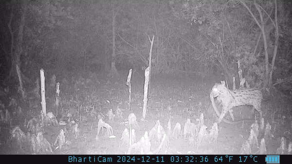 Sunderbans cat on cam