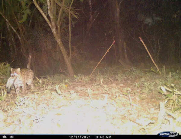 Sunderbans fishing cat