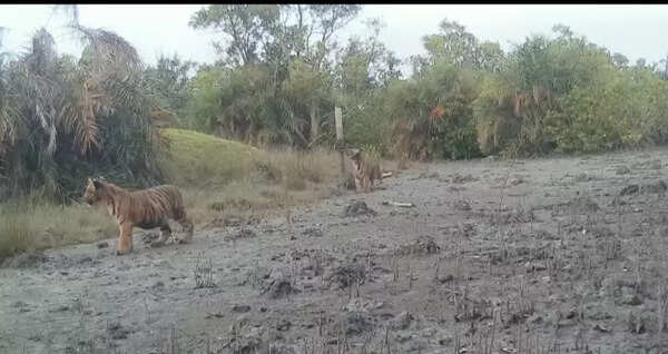 Sunderbans tiger