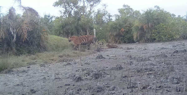 Cameras placed by the Bengal forest dept clicked a wide range of photographs from adult tigers