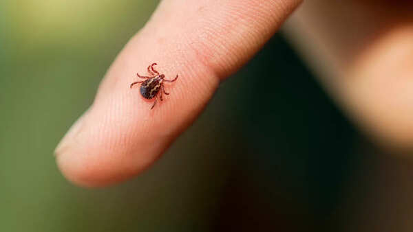 tick