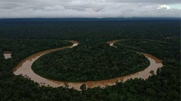 Parts of Amazon rainforest (Vale do Javari)
