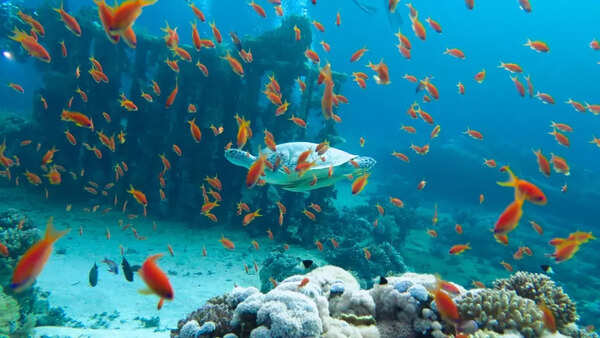Red Sea