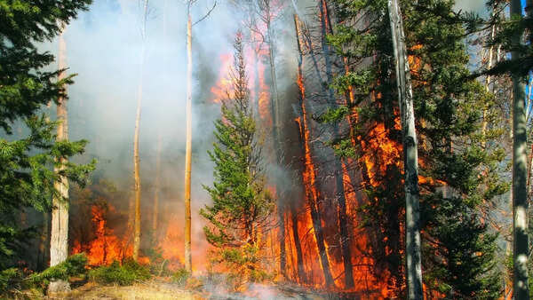 Wildfire