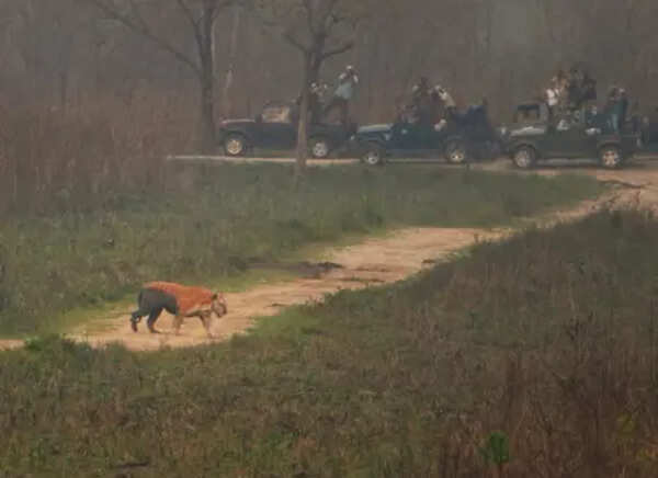 Assam's Kaziranga witnesses an all time high of over 4.06 lakh tourists in 2024-25