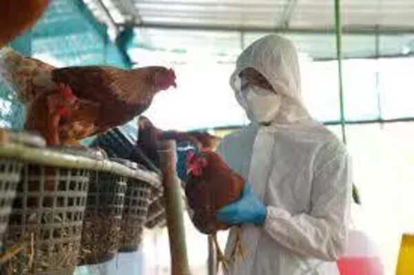 bird-flu cases detected
