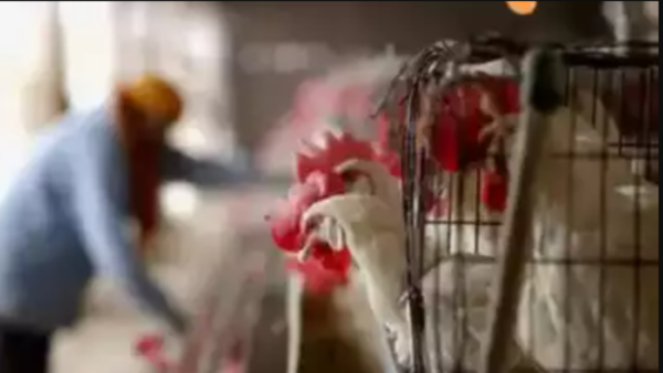 Representative image bird flu