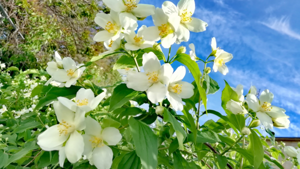 jasmine
