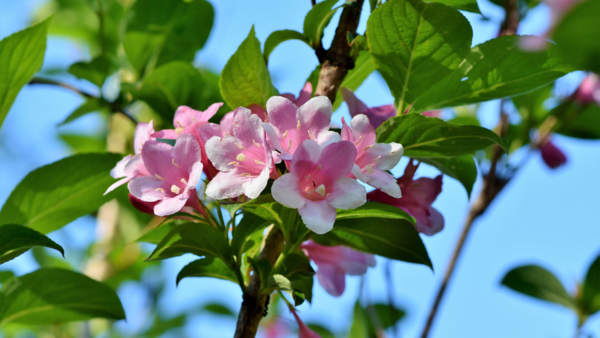 jasmine
