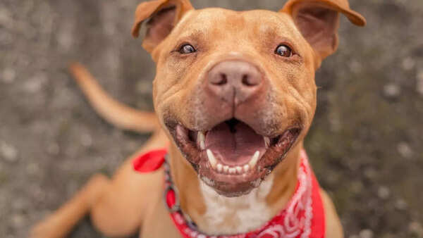 pit bull