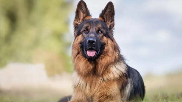 german shepherd