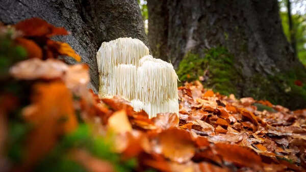 Lion's mane (2)