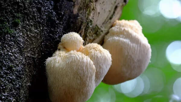 Lion's mane (1)