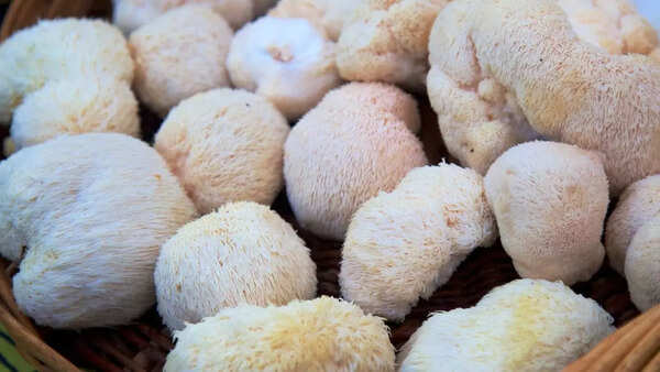 Lion's mane (3)