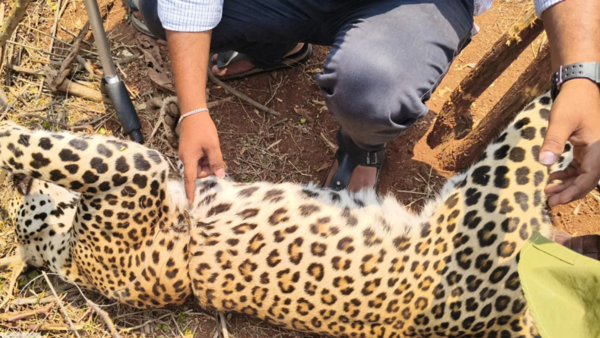 Video of dead leopard's body flinging by villagers over car in south ...